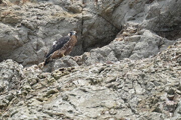 peregrine falcon on a cliff