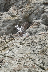 peregrine falcon on a cliff