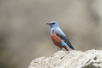 blue rock thrush on a cliff