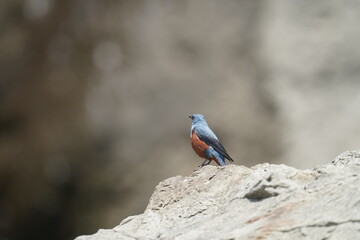 blue rock thrush on a cliff