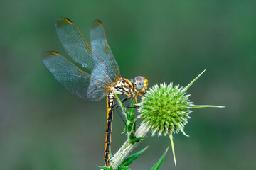 Macro shots, Beautiful nature scene dragonfly.   