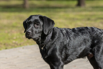 Labrador retriever puppy in grass.