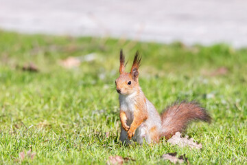 Red squirrel sits in the grass.