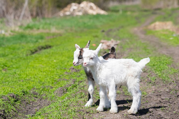 White baby goat on green grass in sunny day.