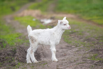Obraz premium White baby goat on green grass in sunny day