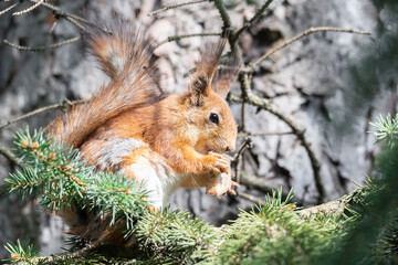 Red squirrel sits in the grass.