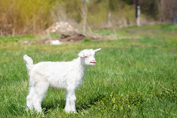 White baby goat on green grass in sunny day.