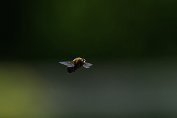 carpenter bee in a forest