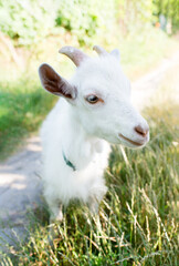 Naklejka na ściany i meble white goat on green meadow