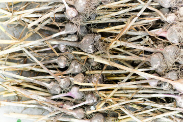 Garlic, background from heads of garlic.	