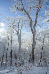 Fototapeta na wymiar Trees covered with snow in Sabaduri forest, winter landscape