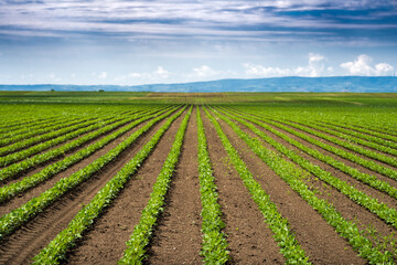 Fototapeta na wymiar Soybean field with rows of soya bean plants
