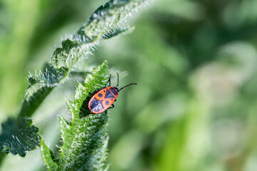 Red bug on a leaf, green background