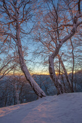 Sunset in Sabaduri forest, beautiful winter landscape