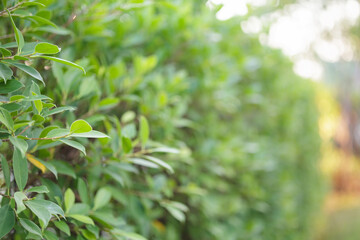 Blur plant green leaf in garden with bokeh background