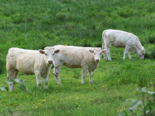 Fototapeta na wymiar beautiful calves grazing in the meadow quietly happy farm animals