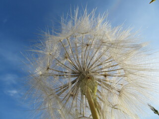 dandelion seen from below with delicate fragile background sky