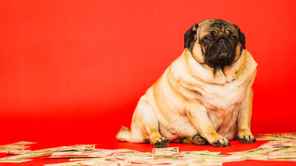 Beige fat pug sitting with dollar bills in studio. Business dog posing with money on red background.