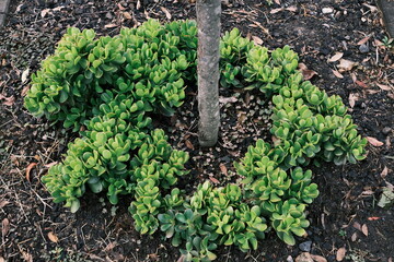 plant growing in the ground