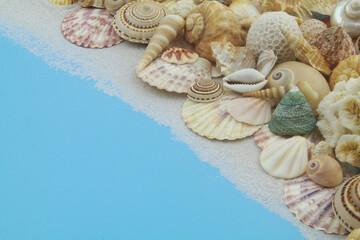 Obraz na płótnie Canvas Seashells with coral on blue background. 