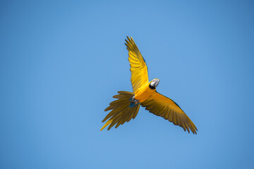 The blue-yellow macaw (Ara ararauna), also known as blue and yellow macaw, yellow parrot or yellow...