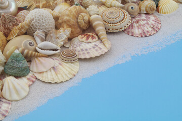Many tropical seashells and corals on blue background. 