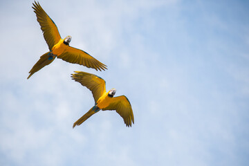 The bluish-yellow macaw (Ara ararauna), also known as blue and yellow macaw, yellow parrot or yellow blue parrot, flying freely through a slightly cloudy sky, which gives it some depth while facilitat © Kzenemij