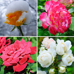 Roses in the garden at different times of the year.