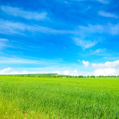 Fototapeta na wymiar Green wheat field and blue sky. Beautiful spring landscape.