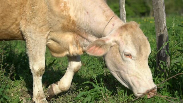 dairy cows grazing in the meadow. simental and  charolais cows.pasture animals