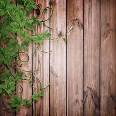 Green leaves of hops branch. Hop cones among the leaves on stems , close-up . Young hop sprigs on a wooden background
