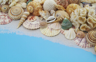 Tropical seashells with corals on blue background. Copy space for text.