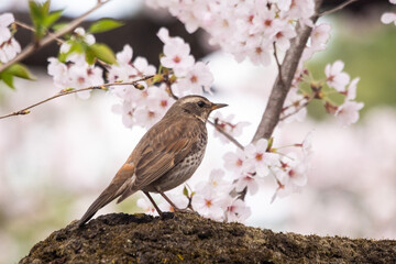 満開の桜の中、北への旅立ちを待つツグミ！