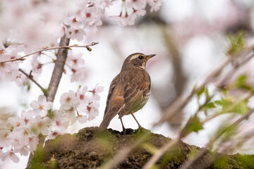 満開の桜の中、北への旅立ちを待つツグミ！