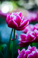 There are a lot of fuchsia tulips with white edges on the lawn in close-up. Beautiful spring park with lots of flowers. Terry early tulips.