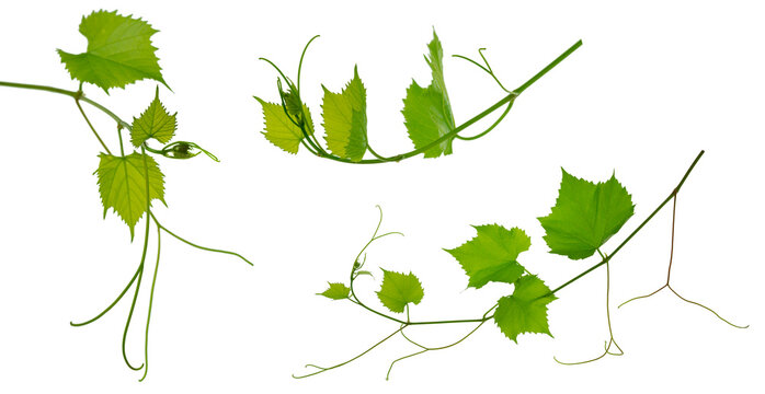 Set: vine with leaves isolated on white background. Banner of organic .green grapes. Summer . Wine Day.