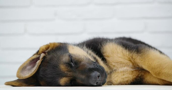 Cute german shepherd puppy sleeping on floor at studio with white background. Black and brown little dog napping indoors. Relaxation time.