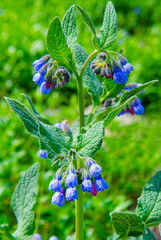 Comfrey (Symphytum officinale) flowers of a used in organic medicine