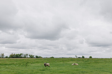 Obraz premium Three fluffy sheep in a grassy field on green grass in cloudy spring weather