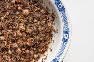 various flower seeds soaked in water for germination