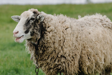 Sheep in the countryside. Sheep is chewing grass. Sheep is posing for the camera. Lovely lambs.