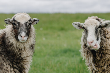 Close up of two sheep on a background of green grass looking at the camera.