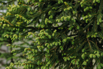  Traditional green Christmas tree on the street in the Christmas season.