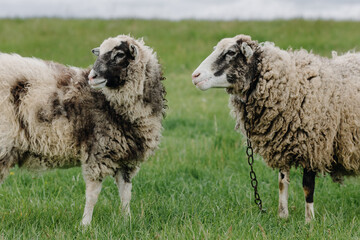 Obraz premium Two sheep posing in front of the camera in a green field. Close up