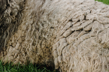  Sheep wool texture on the grass