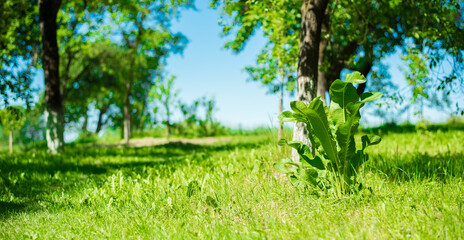 Obraz premium horseradish in the garden