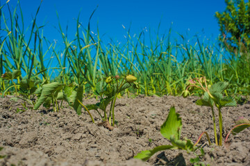 young strawberries in the garden