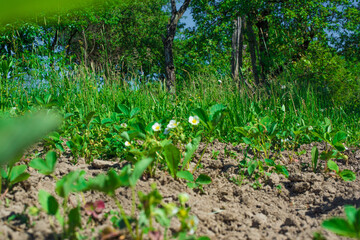young strawberries in the garden