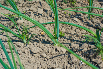 young onions in the garden