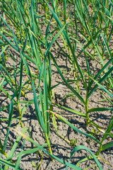 Obraz premium young garlic in the garden